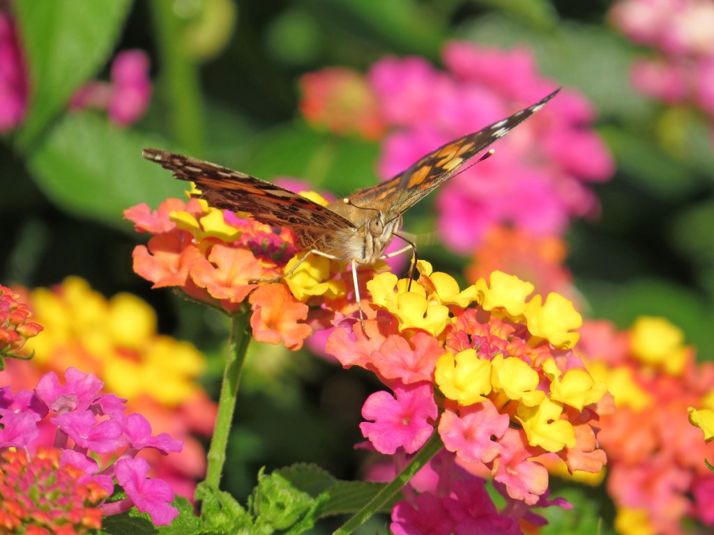 Butterfly and Lantana
