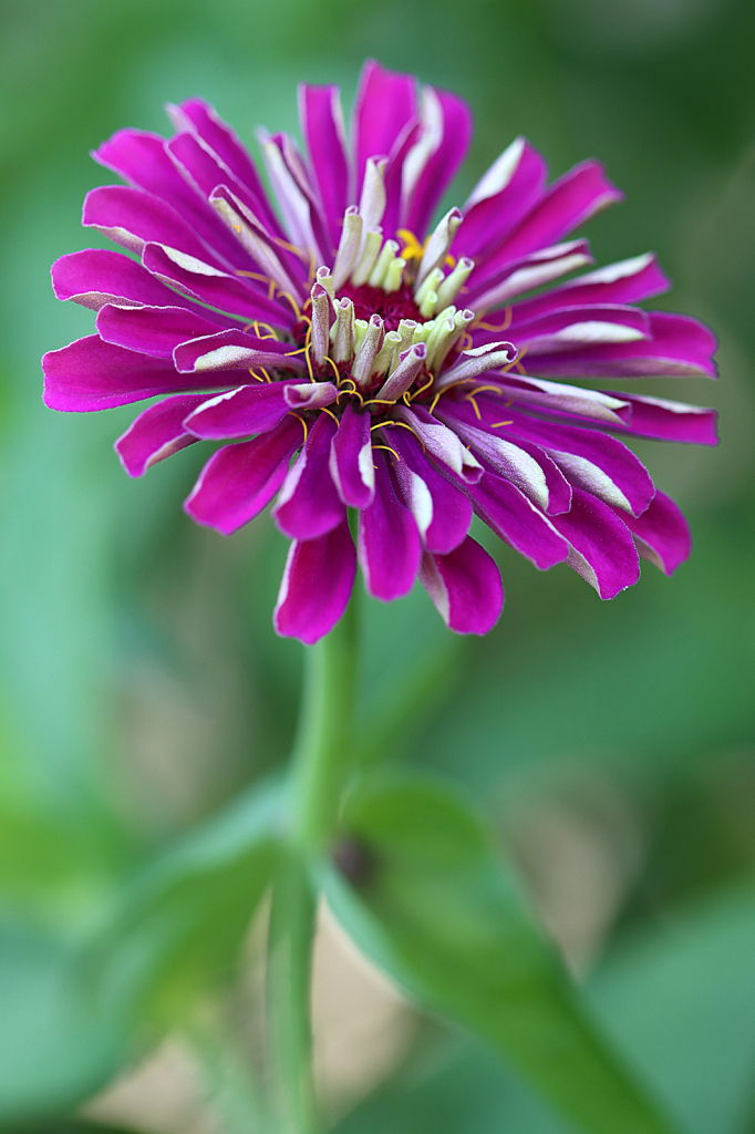 Purple Zinnia