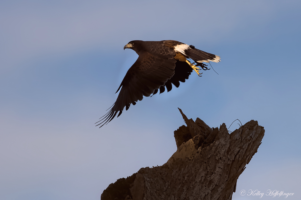 Free Bird - ID: 16081408 © Kelley J. Heffelfinger