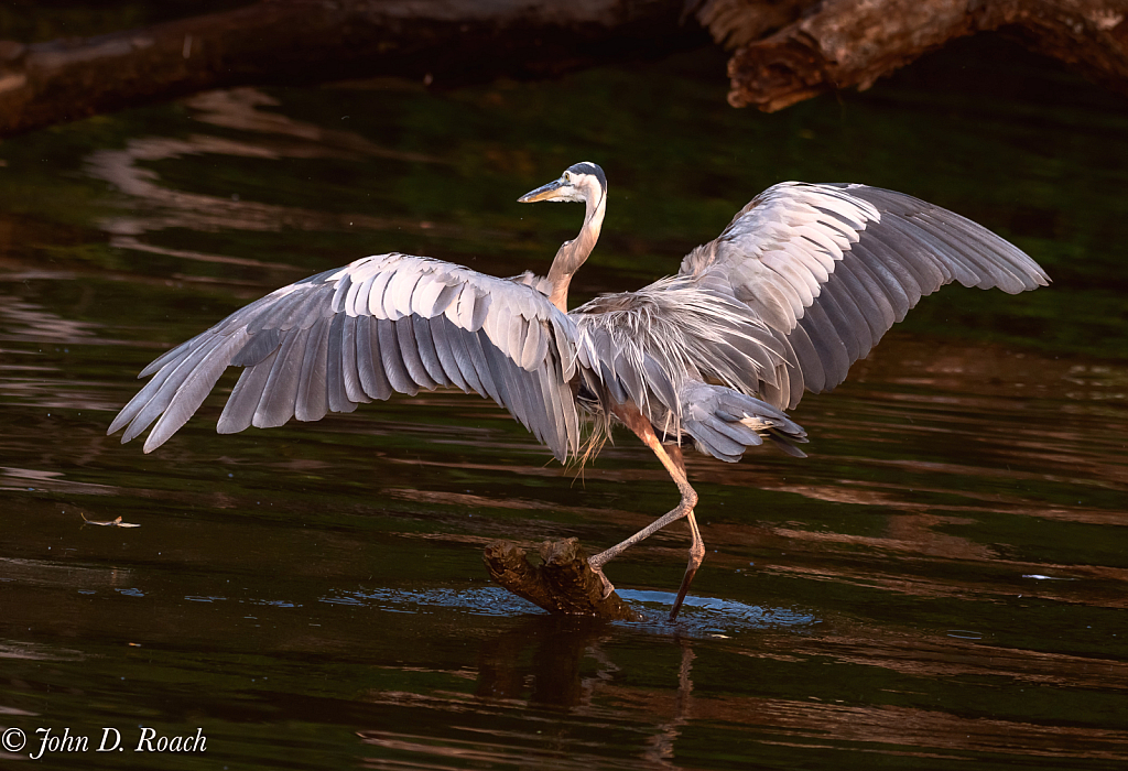 Great Blue's Wings Spread Wide