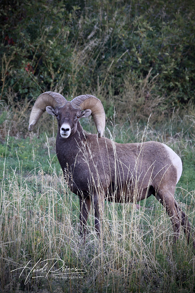 Colorado Bighorn Ram