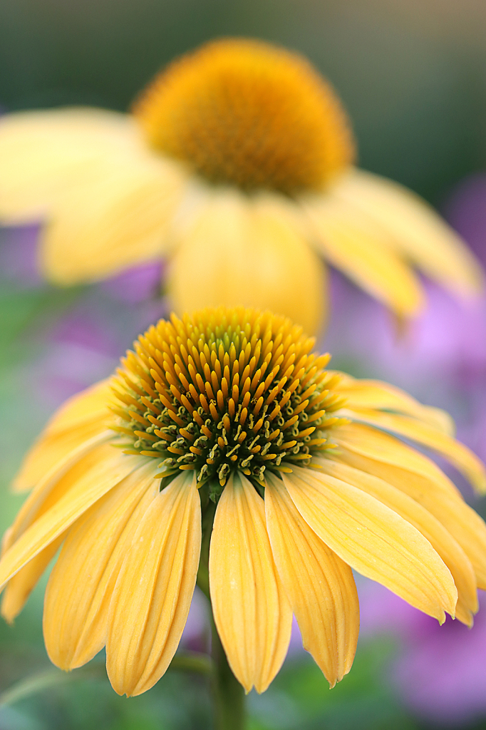 Yellow Coneflowers