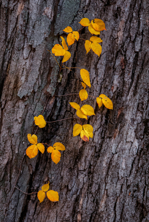 Leaves On Bark
