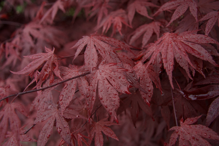 Red Rain Leaves