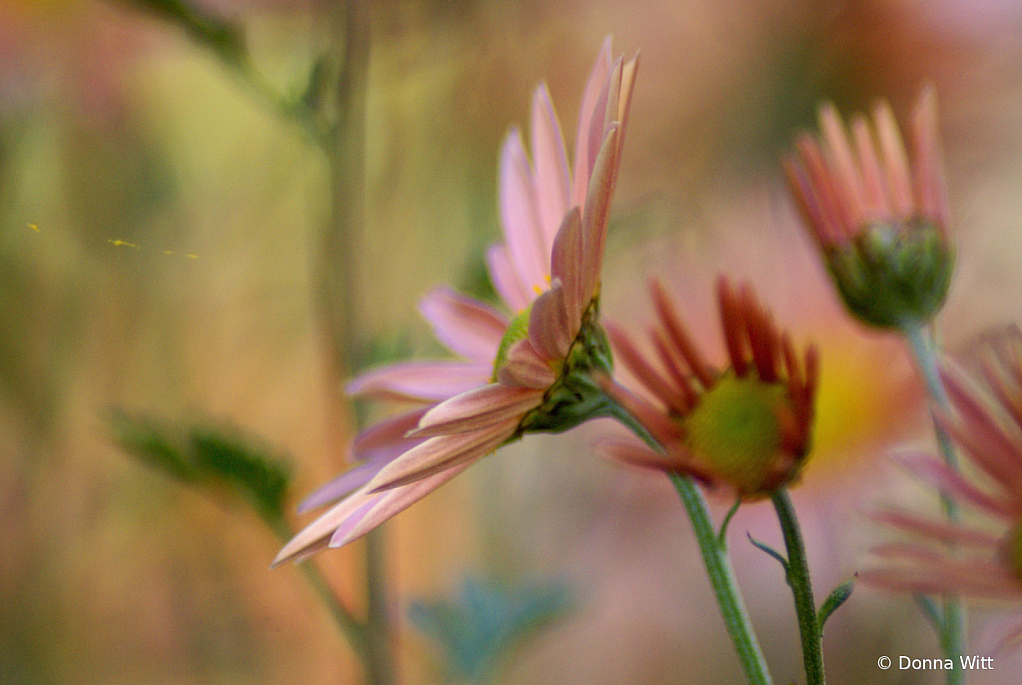 AUTUMN ASTERS