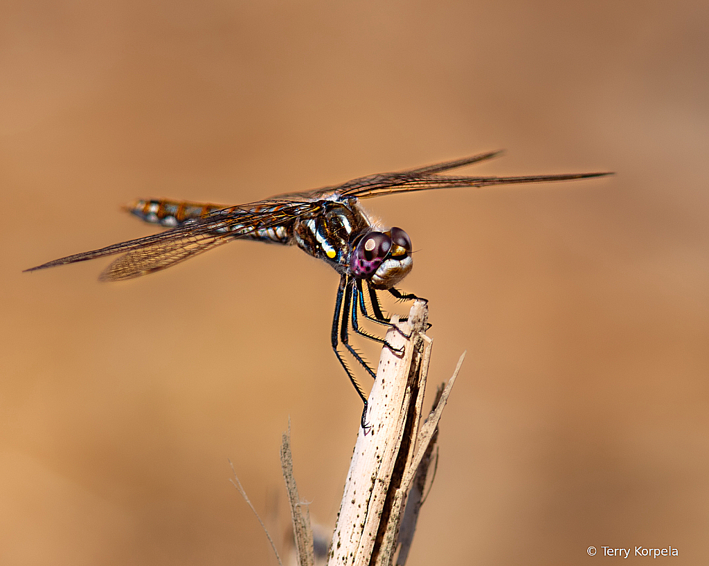 Dragonfly (Variegated Meadowhawk)