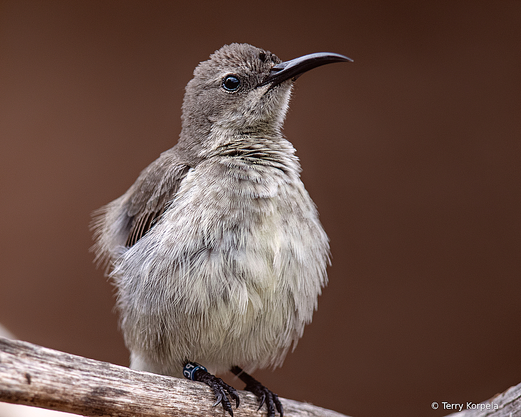 Splendid Sunbird (female) - ID: 16081744 © Terry Korpela