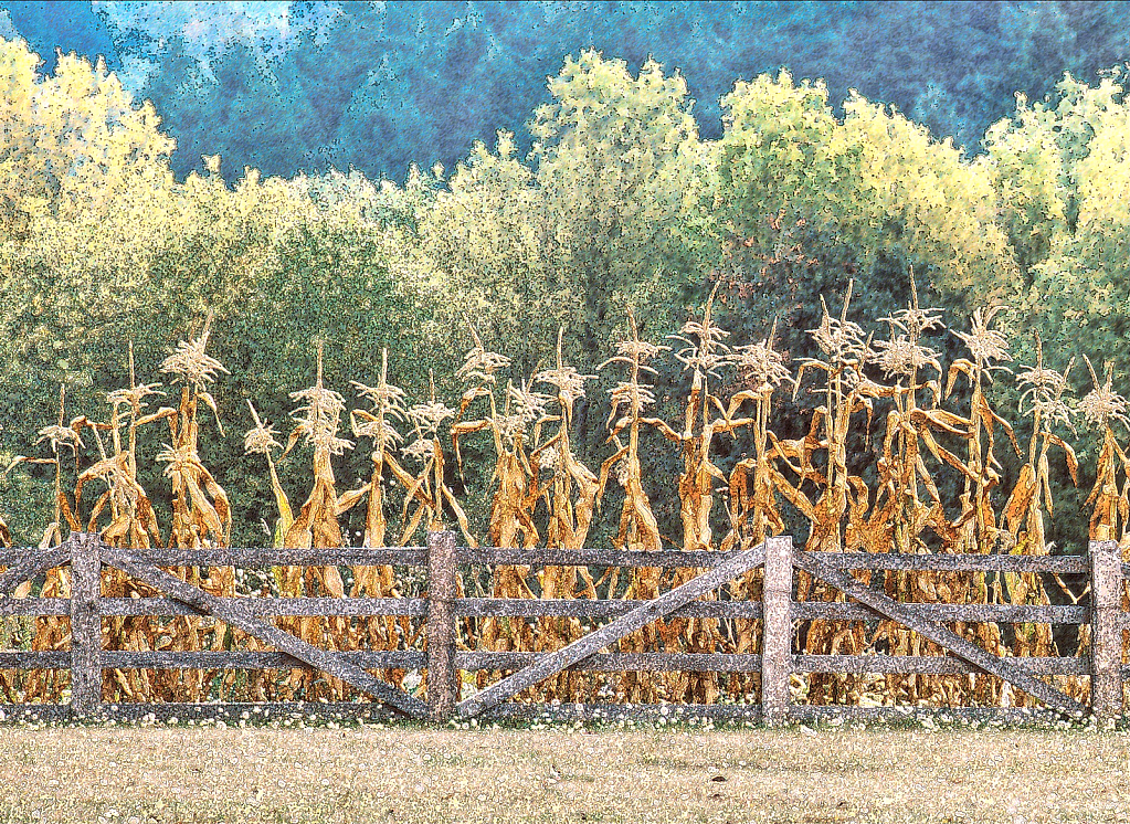 Dried Cornstalks