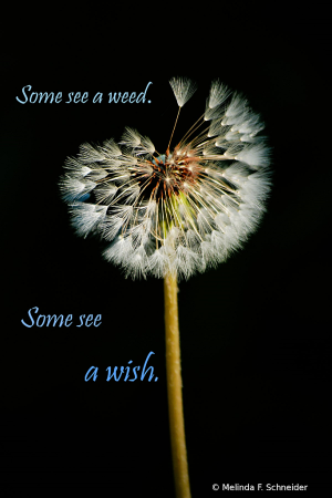See the Wish