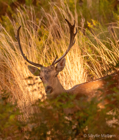 Fallow deer buck 