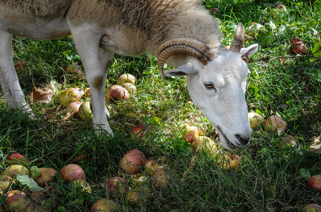 Apple Picking