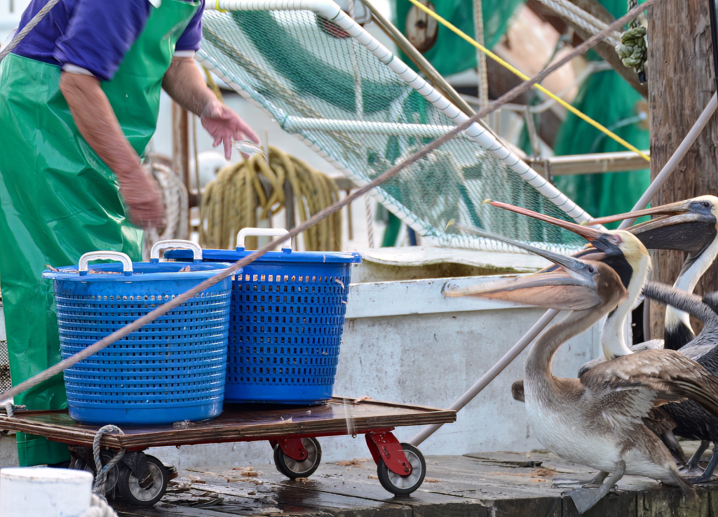 Working The Shrimp Boat