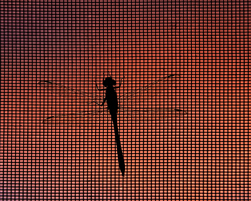 Dragonfly at Sunset