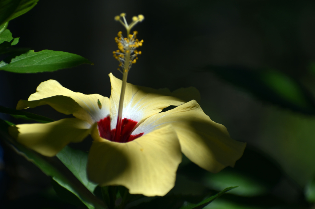 YELLOW FLOWER