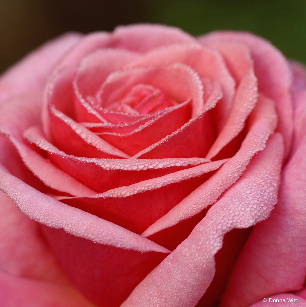 THE HEART OF A ROSE