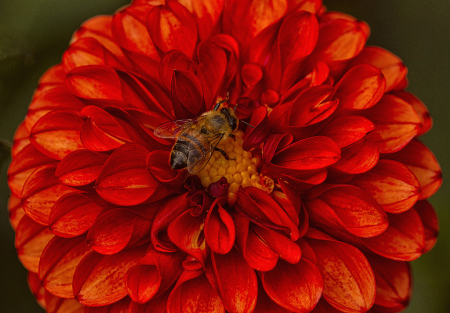 Red Dahlia and Bee