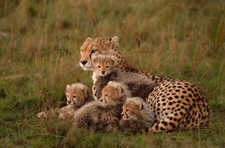 Momma Cheetah and the Kids
