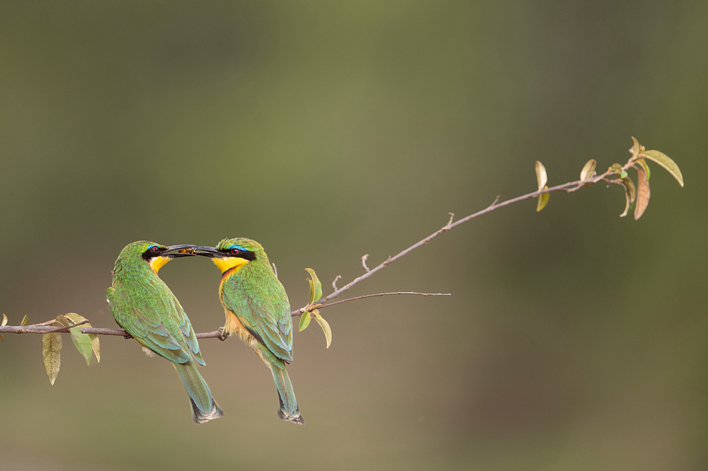Bee Eaters Sharing a Bee