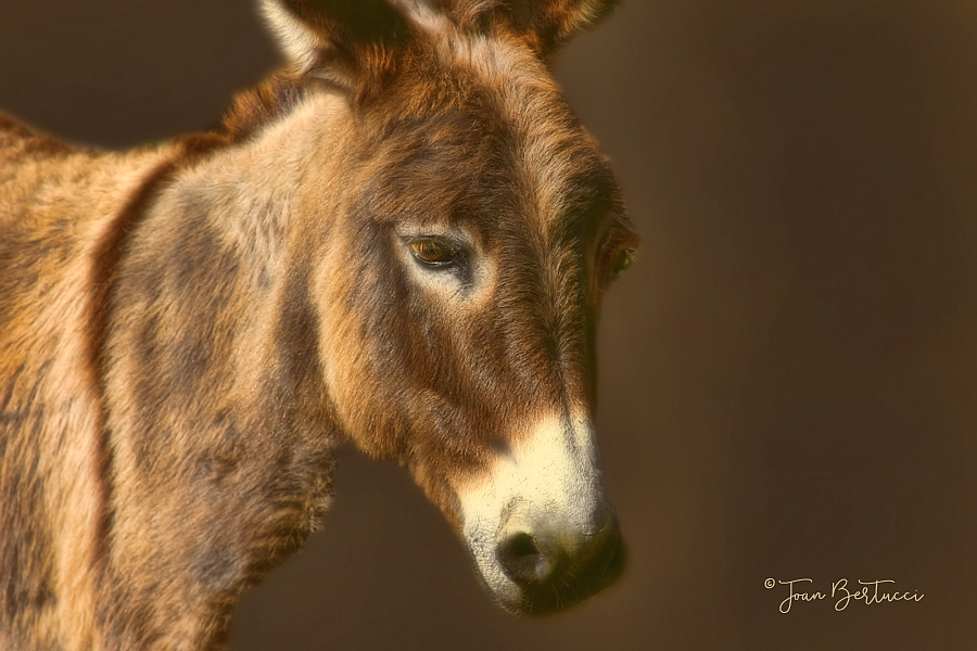 Portrait of a Burro