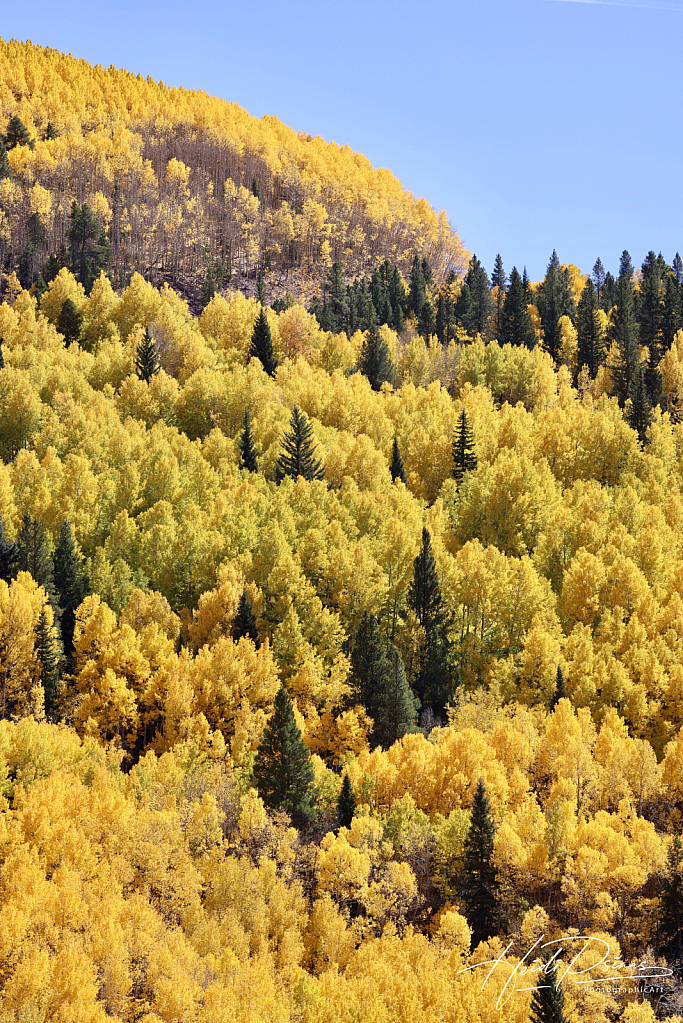 Pointed Pines Ocean of Gold