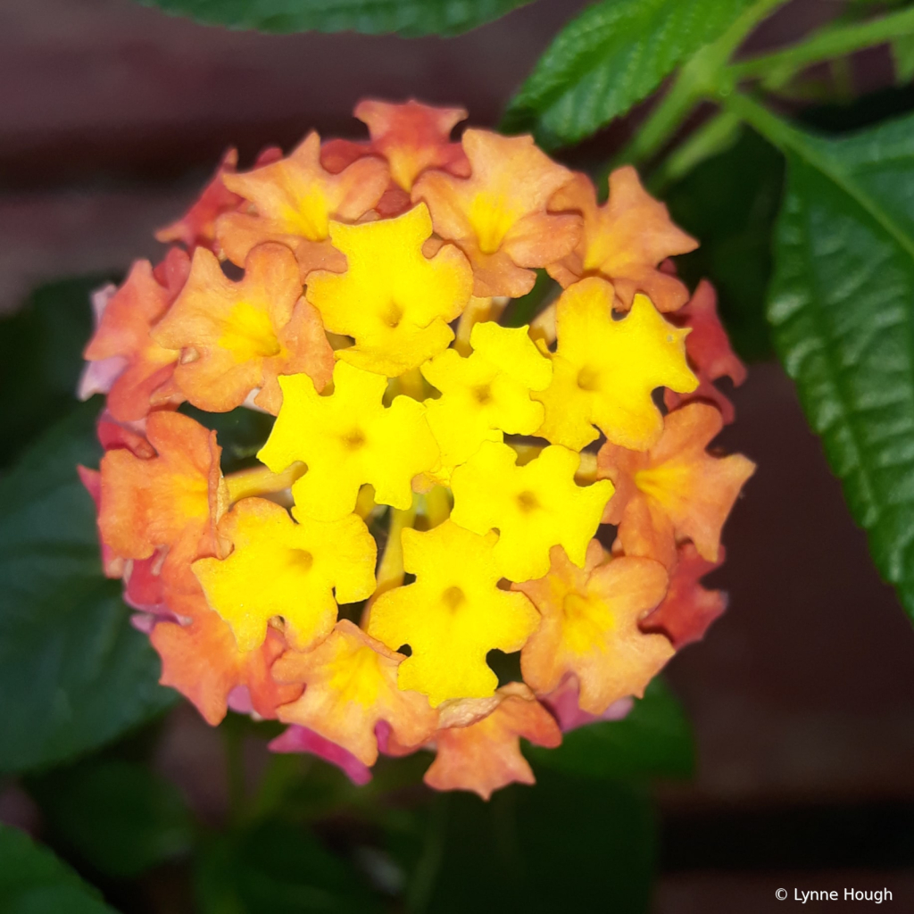 Lovely Lantana