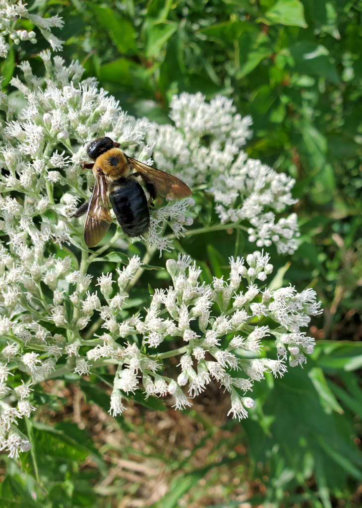 Bee on White