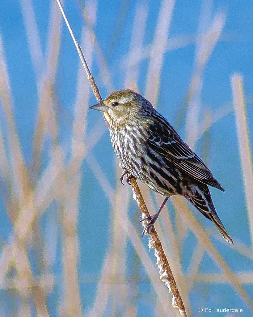 Red-winged Blackbird