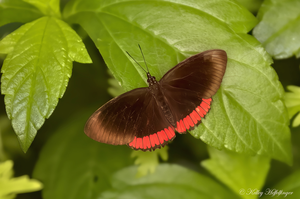 Crimson Time - ID: 16082240 © Kelley J. Heffelfinger