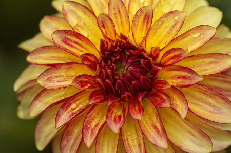 Yellow and Red Dahlia