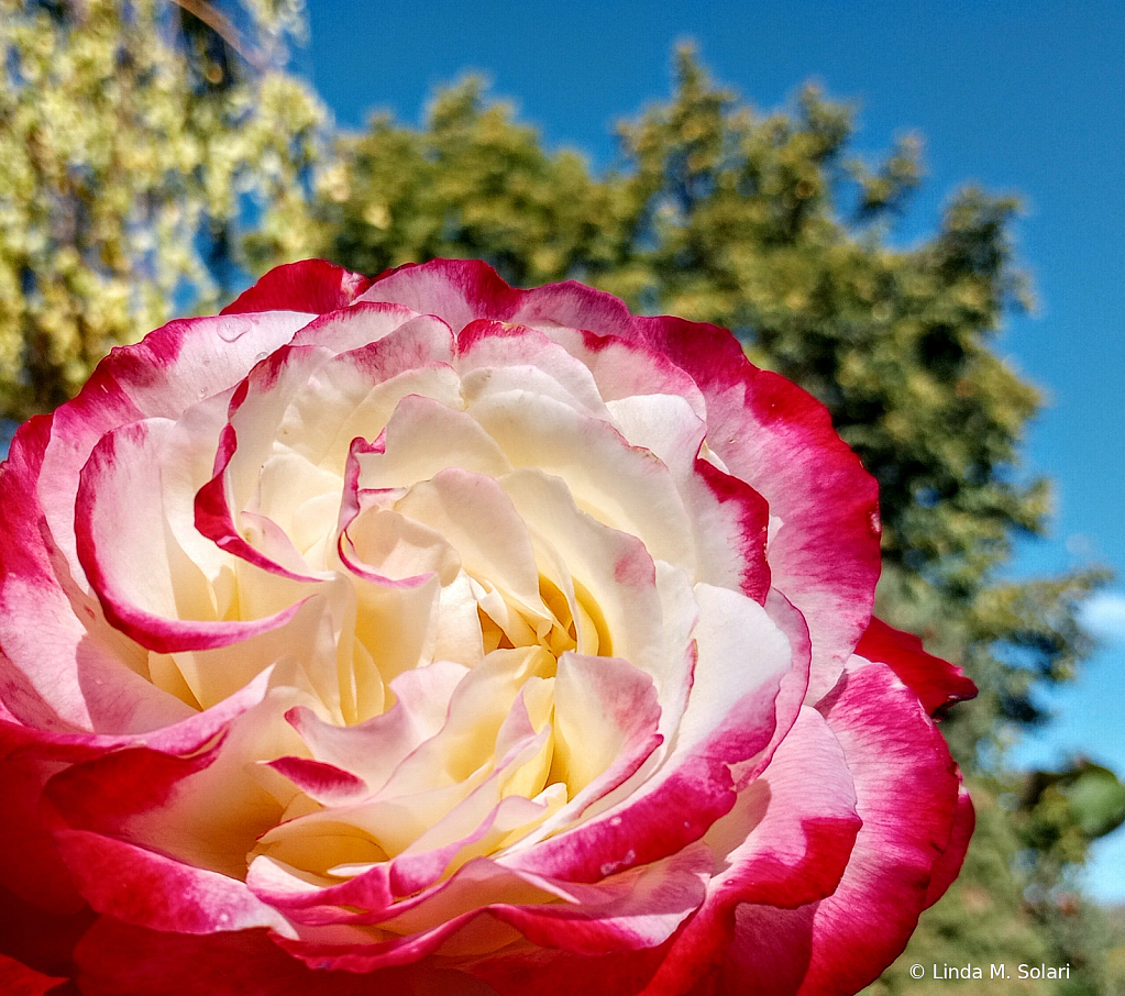 Roses Are Pink & Cream