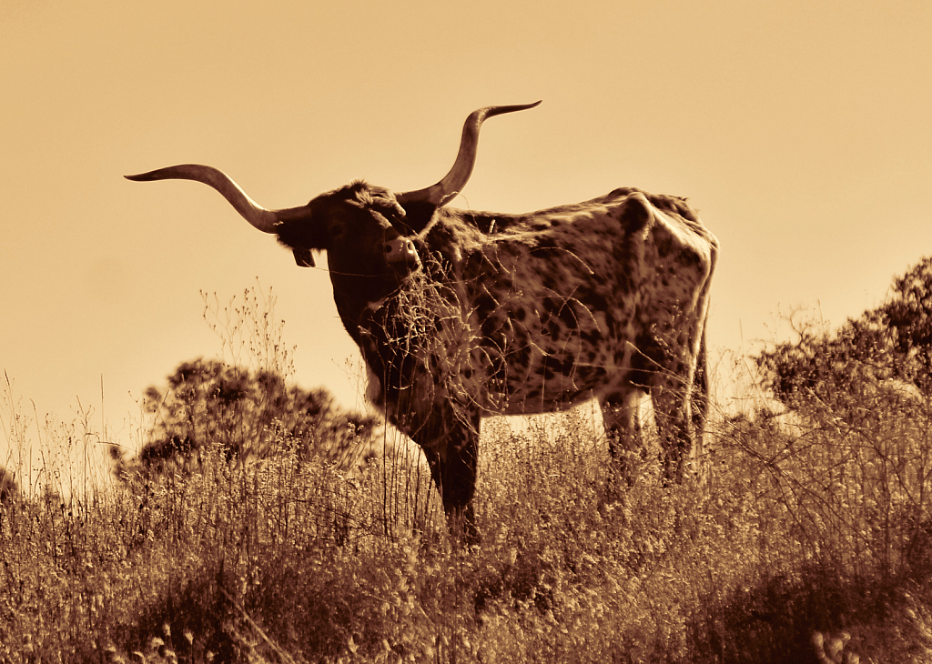 Sepia Longhorn