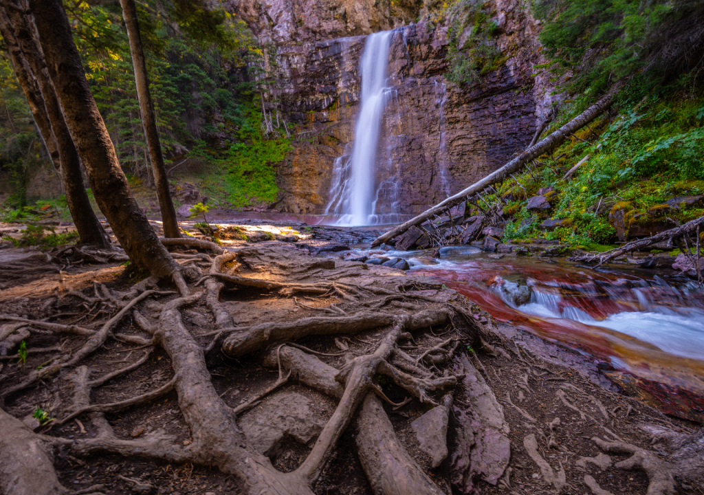 Exposed Roots