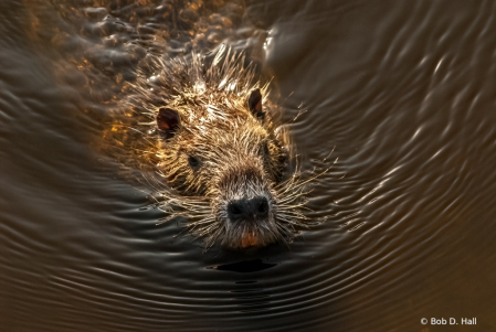 Mouse Beaver