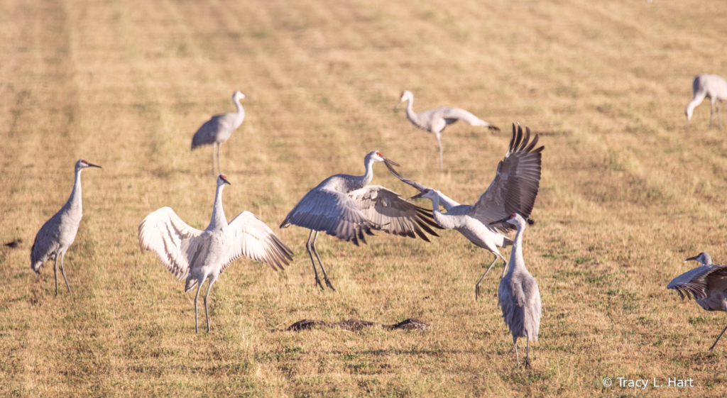 Sandhill Cranes