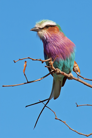 Lilac Breasted Roller