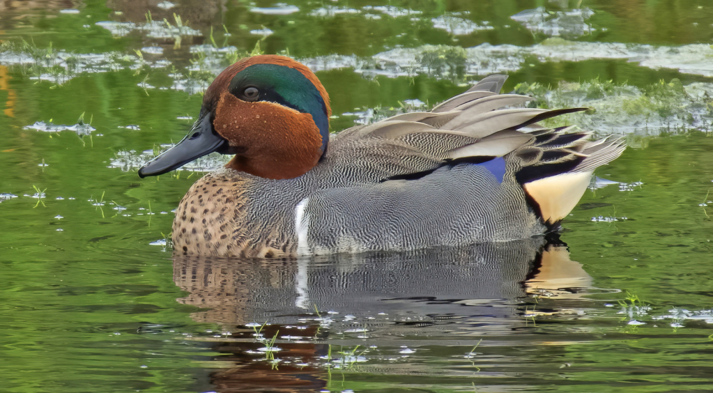 Greenwinged Teal