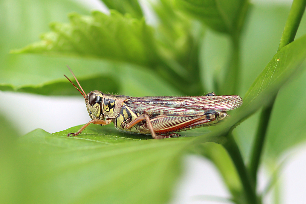 Grasshopper