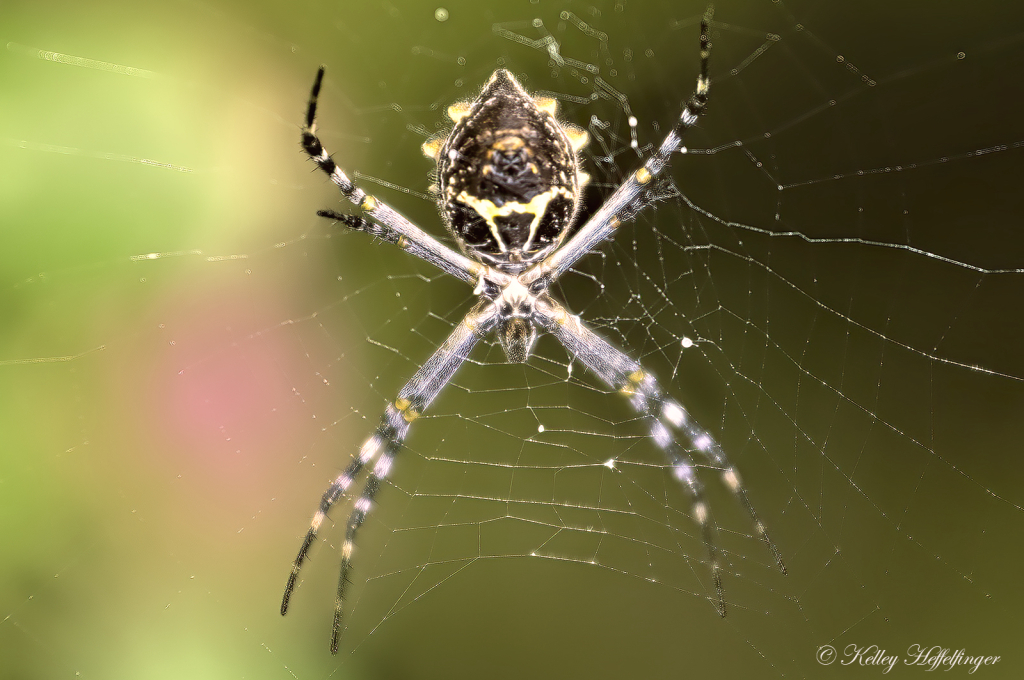 X Marks the Spot - ID: 16082568 © Kelley J. Heffelfinger