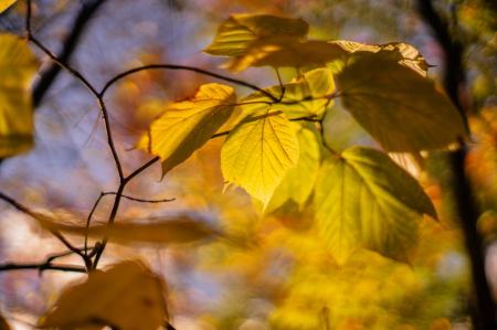 Sunlight and Leaves