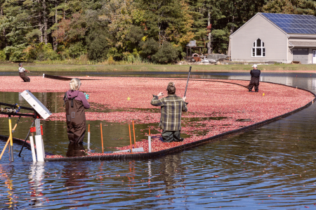 Harvesting the Cranberry Bog