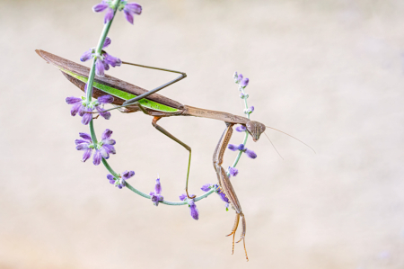 Praying Mantis on Russian Sage