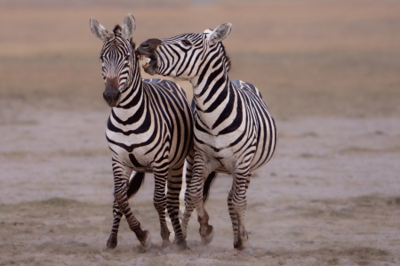 Zebra Telling Secrets