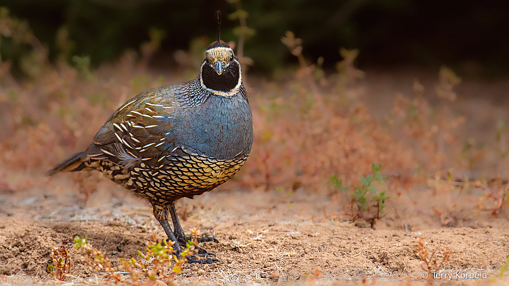 California Quail - ID: 16083403 © Terry Korpela