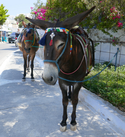 Friendly donkeys, Santorini
