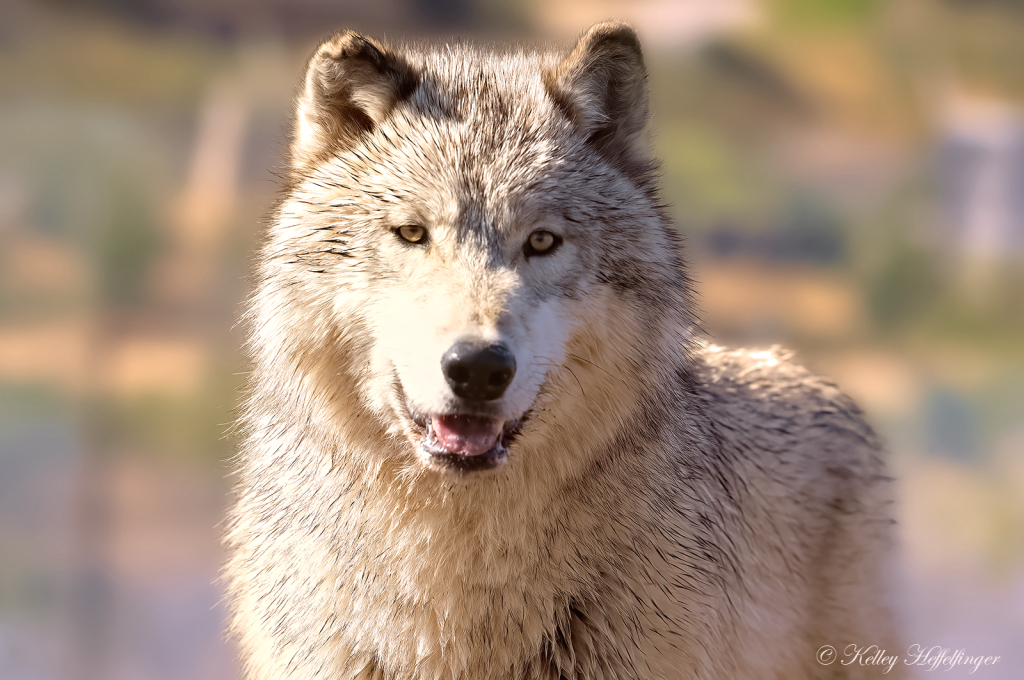 Wolf Portrait - ID: 16083415 © Kelley J. Heffelfinger