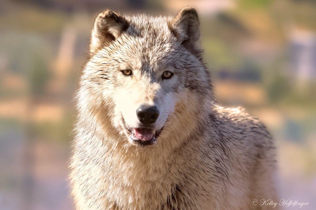 Wolf Portrait