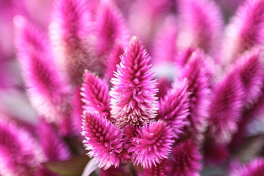 Celosia