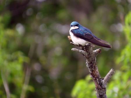 Tree Swallow Giving Me The Evil Eye