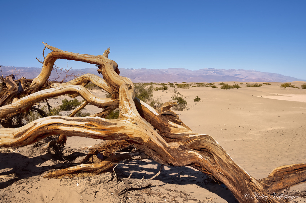 Fallen Tree