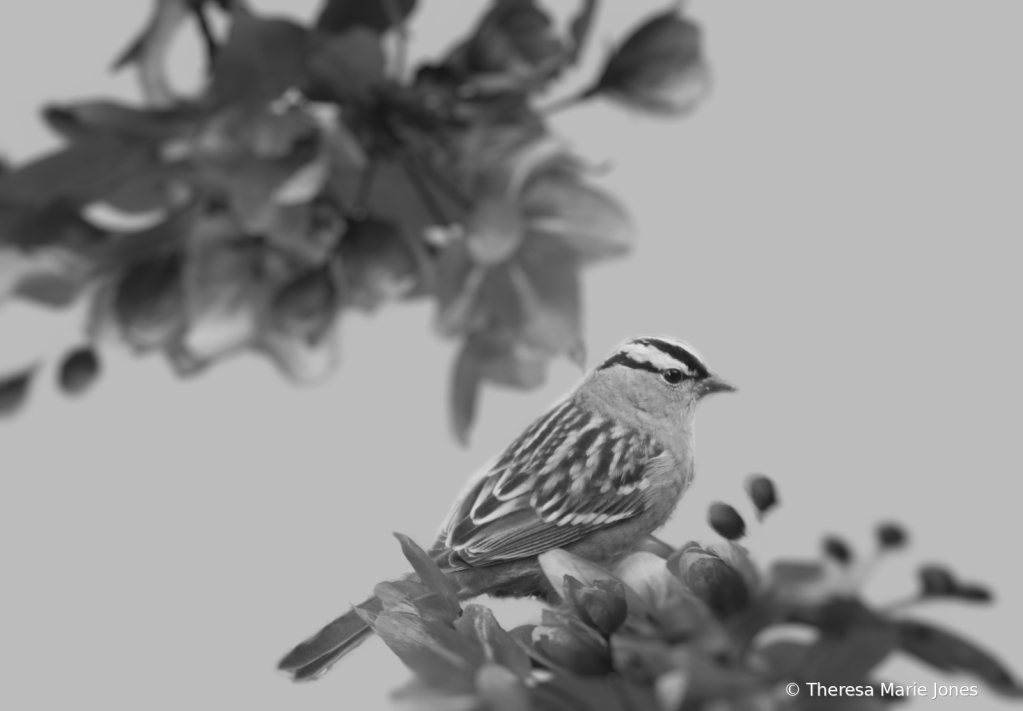 B/W Bird - ID: 16083497 © Theresa Marie Jones